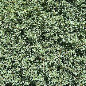 Photo of the plant species Common Buckthorn by @AccordantMakura named Drake on Greg, the plant care app