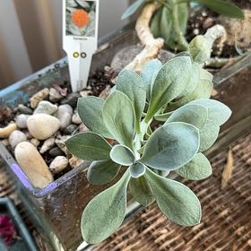 Plant care for Orange Torch Ginger on Greg, the plant care app