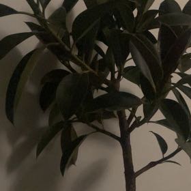 Photo of the plant species Rubber Plant 'Melany' by @HonorableBroom named Taylor Swift on Greg, the plant care app