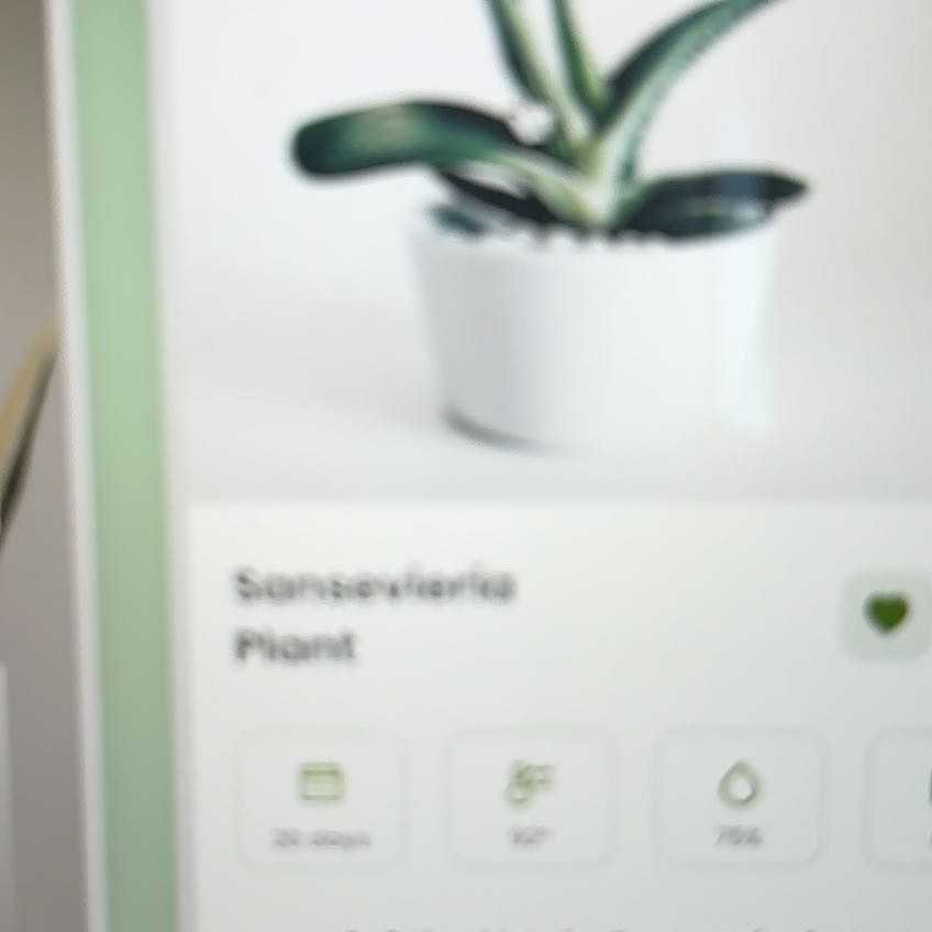 Photo of the plant species Blond Plantain by @DesiredPlanty named Sage on Greg, the plant care app