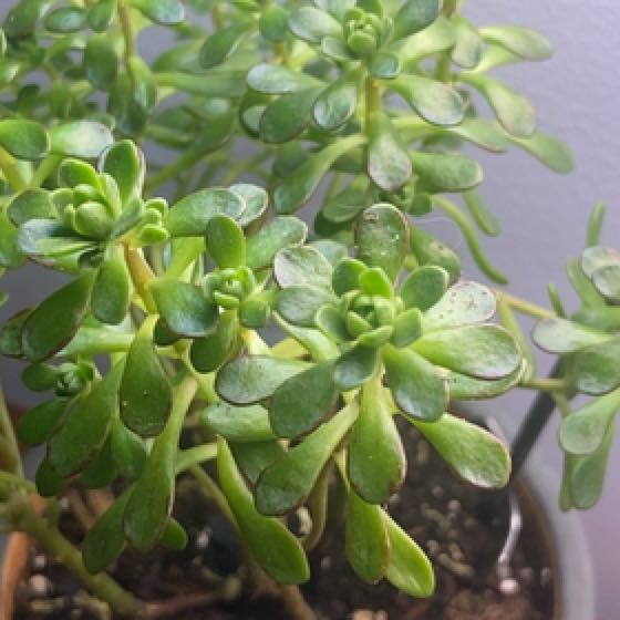 Photo of the plant species irish blessing tree by @IntriguingCorn named Bieber on Greg, the plant care app