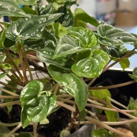 Photo of the plant species Peperomia marmorata by @ClearFlyagaric named Elle on Greg, the plant care app