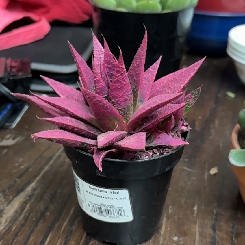 Plant care for Kosmic on Greg, the plant care app