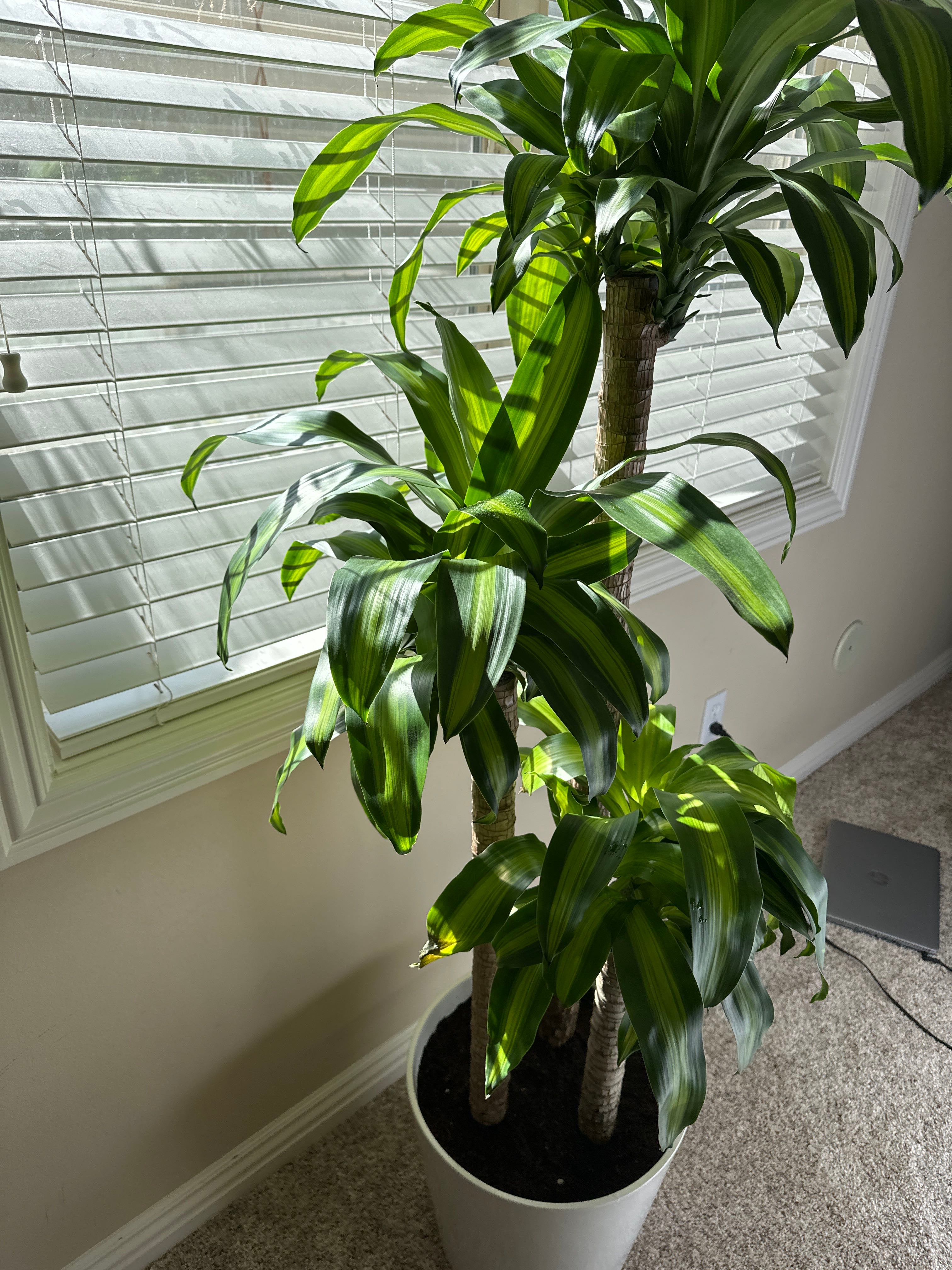 YearRound Light Requirements For My Dracaena 'Colorama'