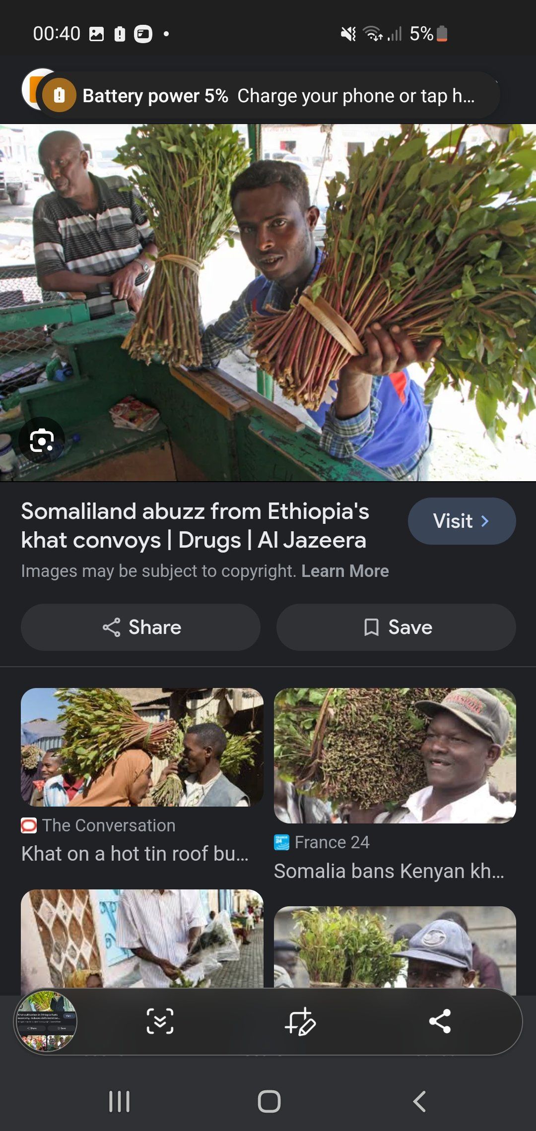 Photo of the plant species Khat by @ChummyRedsword named Taylor Swift on Greg, the plant care app