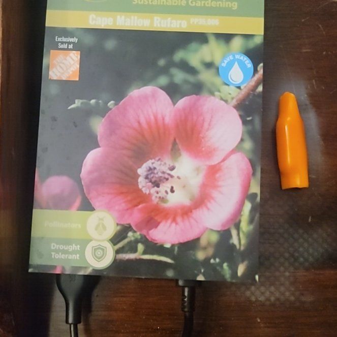 Photo of the plant species African mallow by @LikableLippia named Achilles on Greg, the plant care app