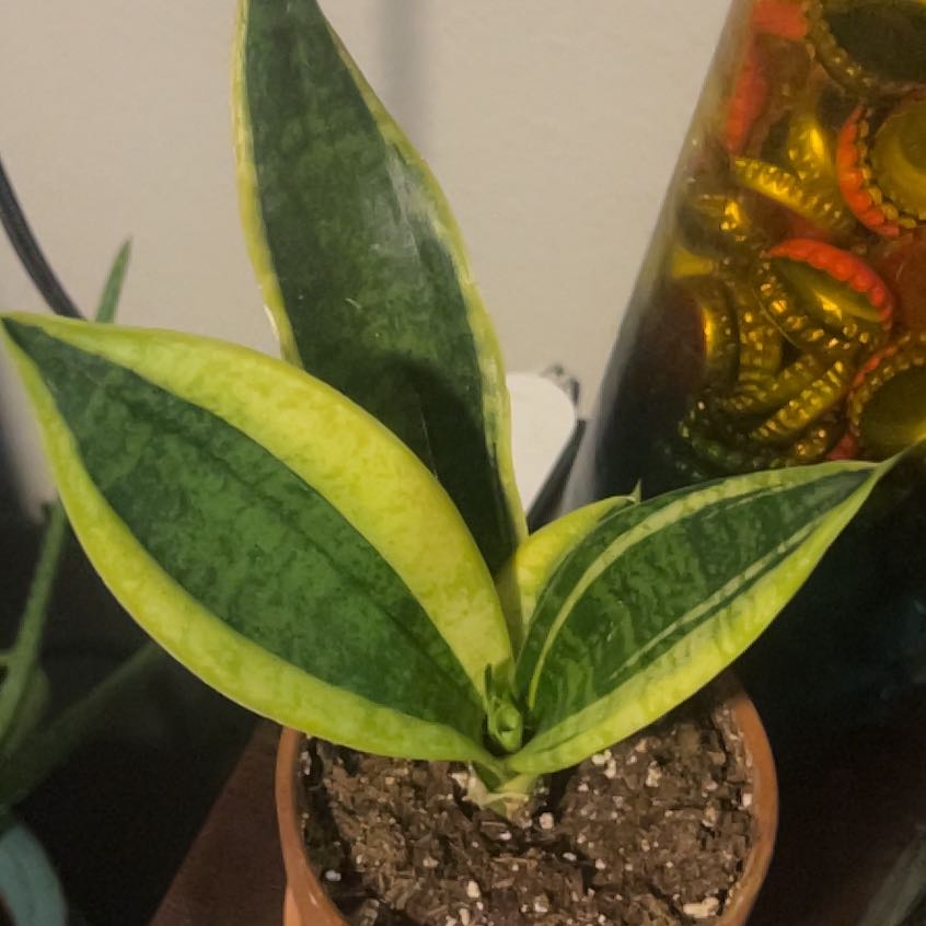 Photo of the plant species Black Gold Snake Plant by @PristineLlavea named Robert Plant on Greg, the plant care app