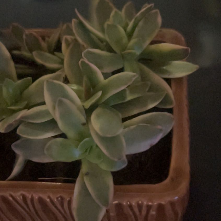 Photo of the plant species Crassula capitella 'Variegata' by @PristineLlavea named Shakira on Greg, the plant care app