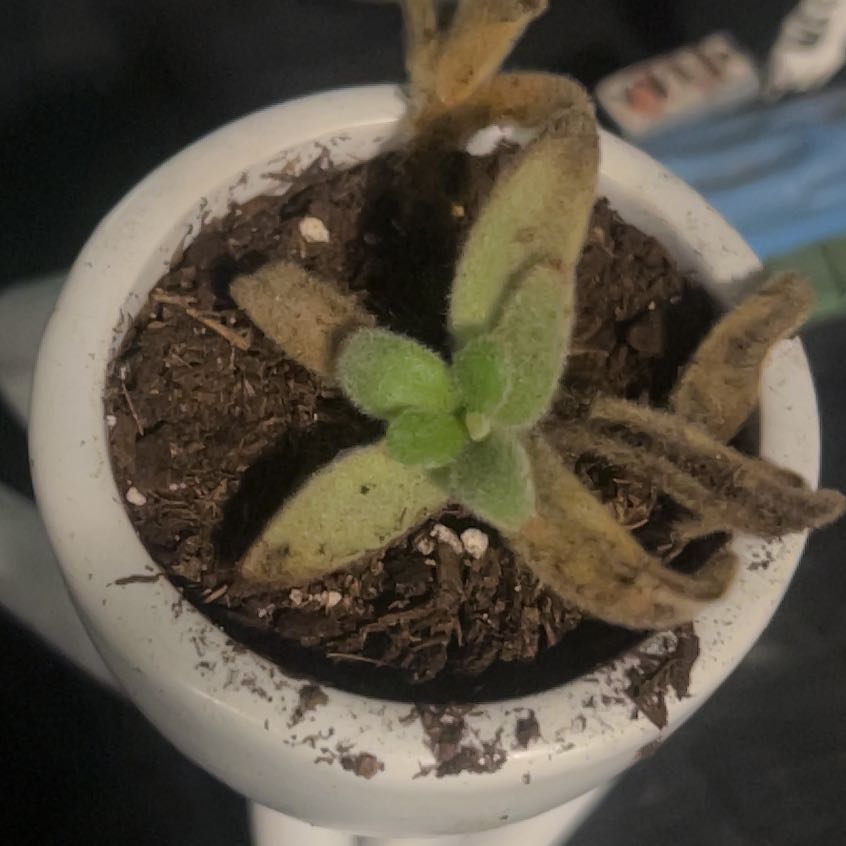 Photo of the plant species Chocolate Soldier by @PristineLlavea named Bodhi on Greg, the plant care app