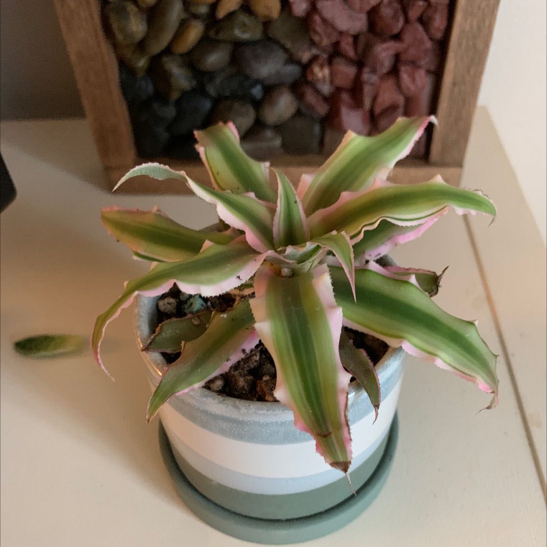 Photo from the post