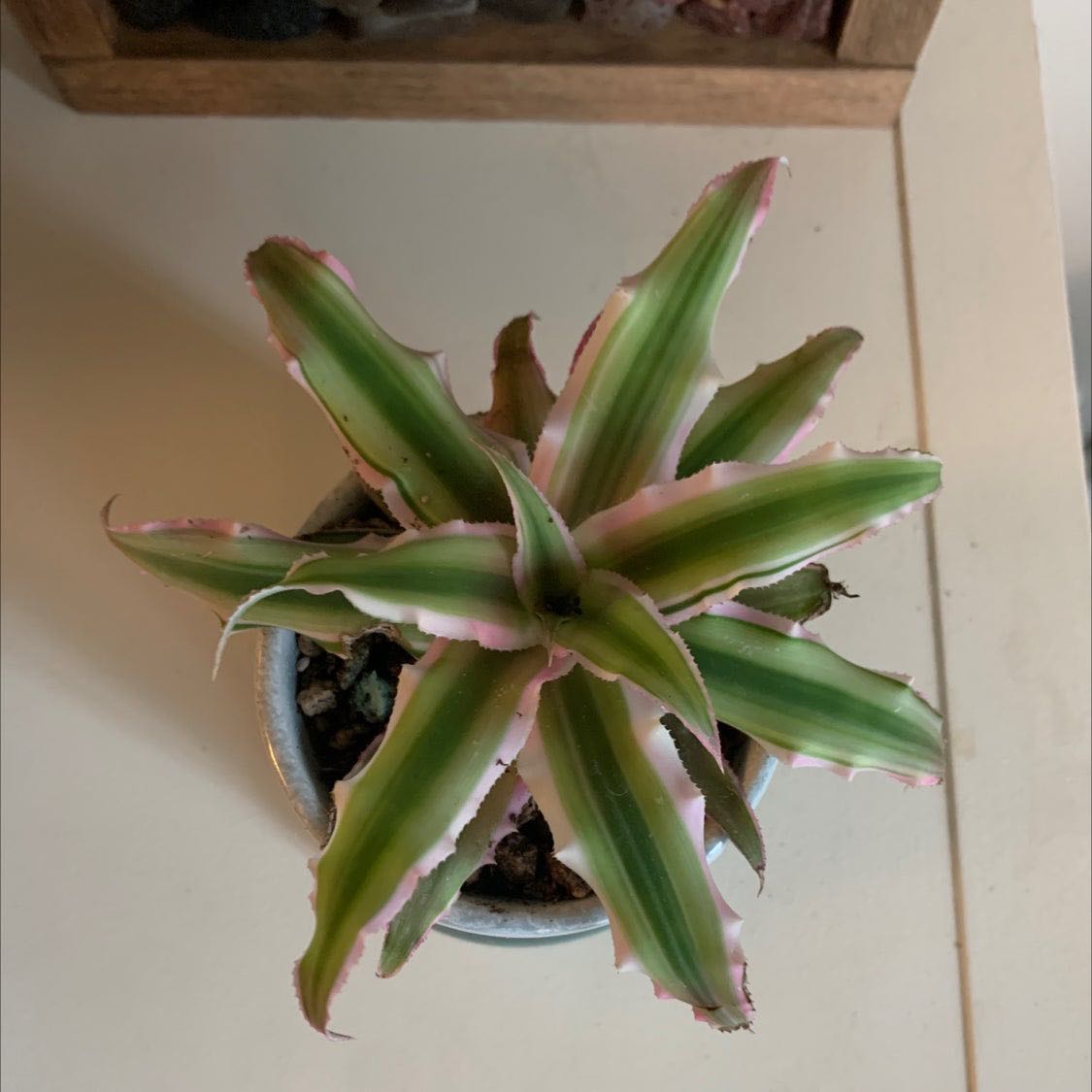 Photo from the post