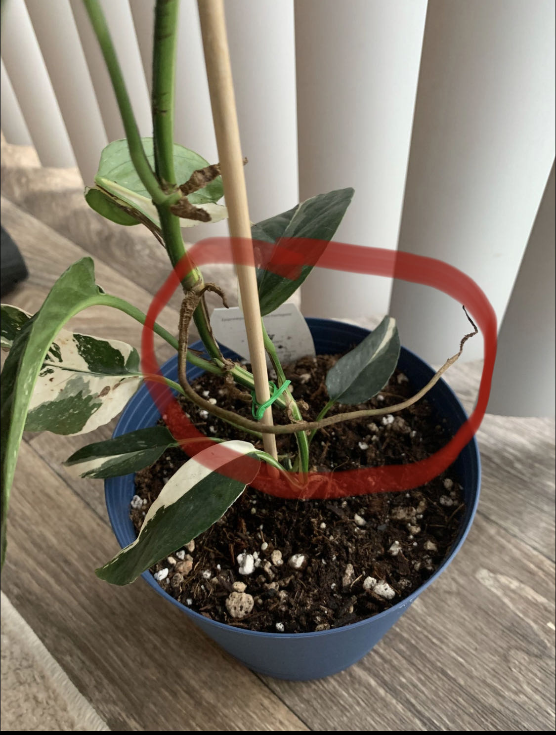 Photo from the post