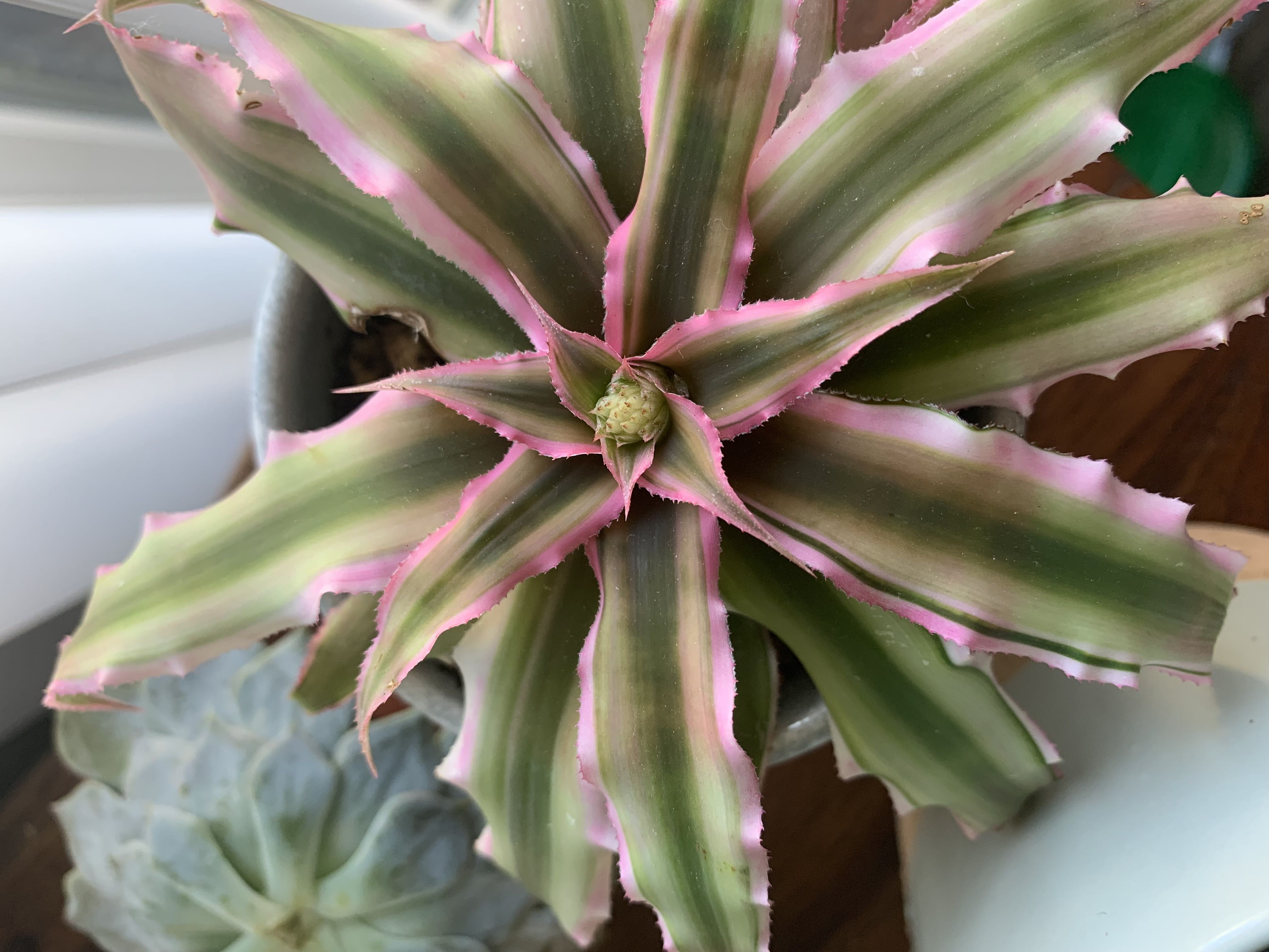 So excited it looks like a bloom is coming! I think? This...