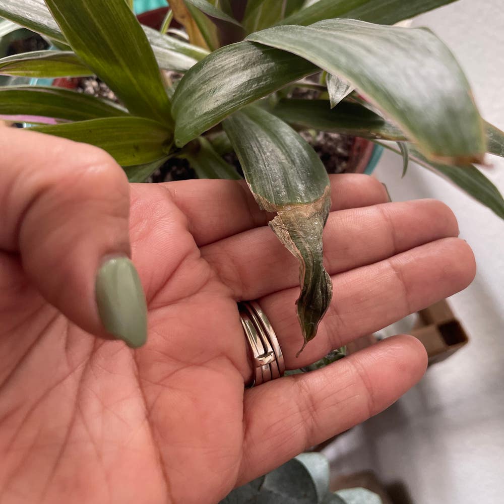 My tradescantia blushing bride grew so much in only 3 months. But how can  I make her blush again? : r/houseplants