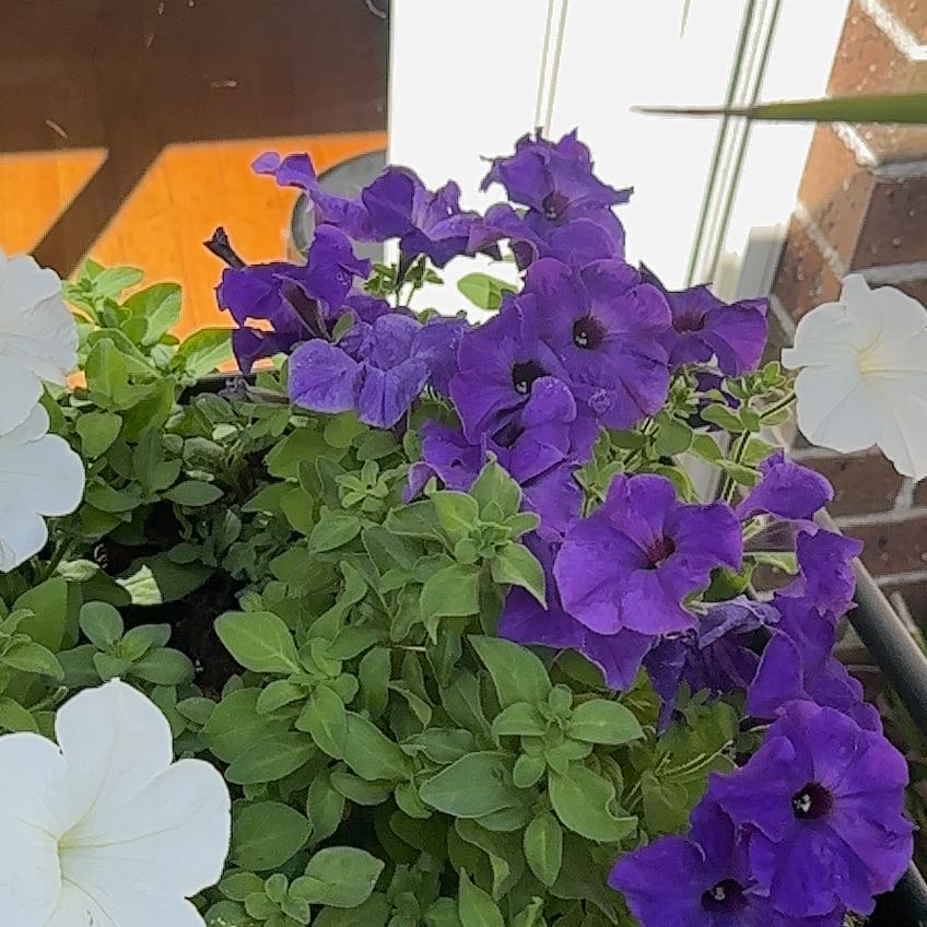 Photo of the plant species Crazytunia Tiki Torch by @TrustyMaitake named Mochi on Greg, the plant care app