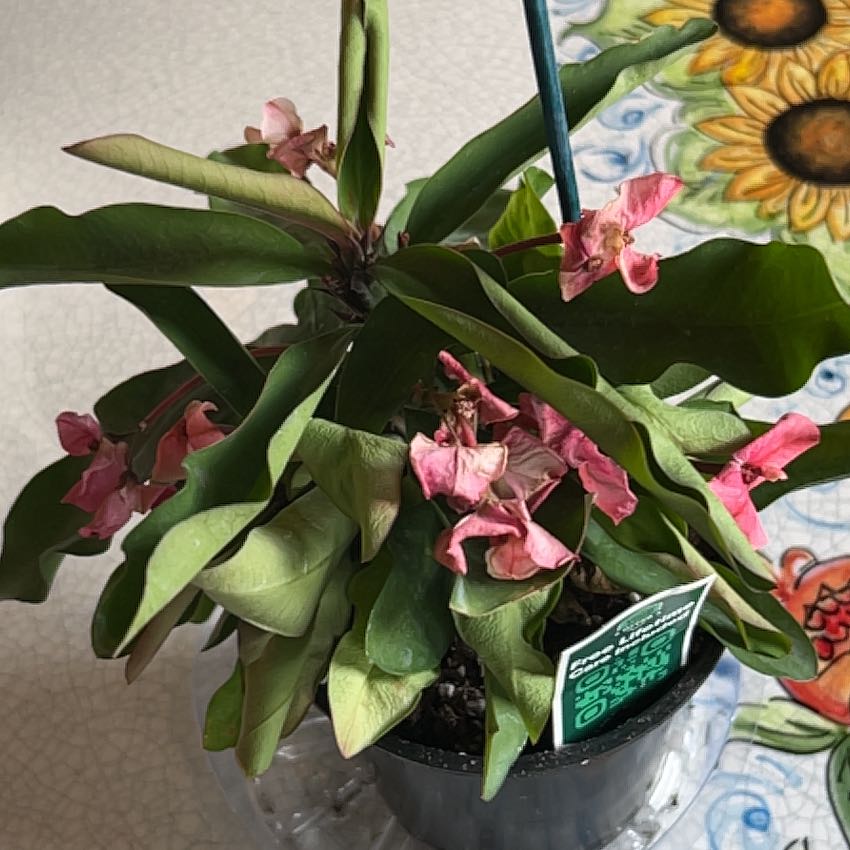 CoF A plant by PoignantCowbane on Greg