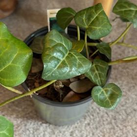 Photo of the plant species Persian Ivy by @ChandlerManly named Osmo on Greg, the plant care app