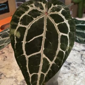 Plant care for Doc Block on Greg, the plant care app