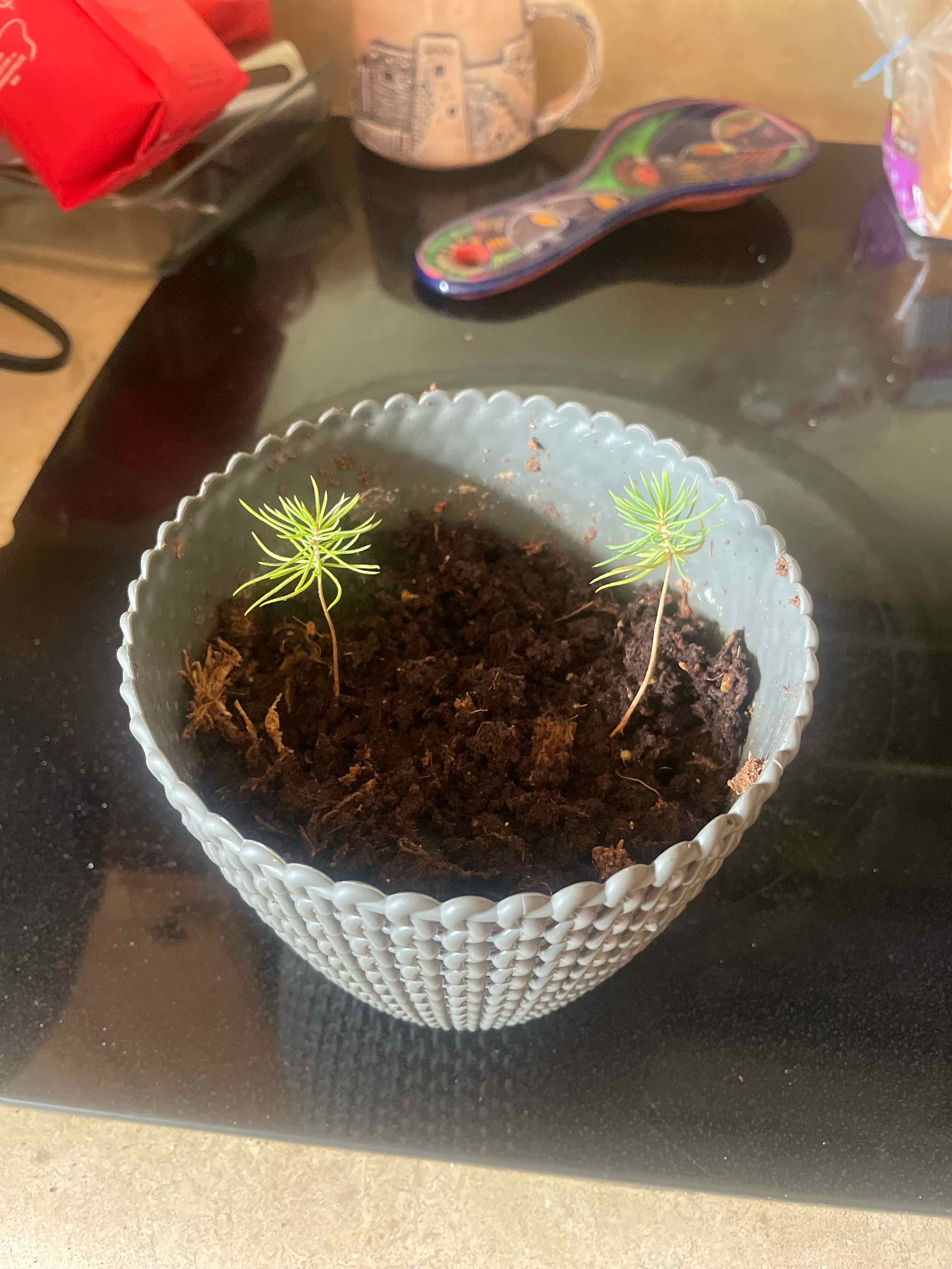 Two young Japanese black pine seedlings in a pot with visible soil.