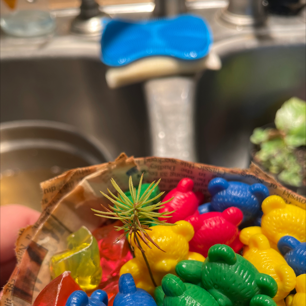 Japanese black pine seedling surrounded by colorful plastic toys near a kitchen sink.