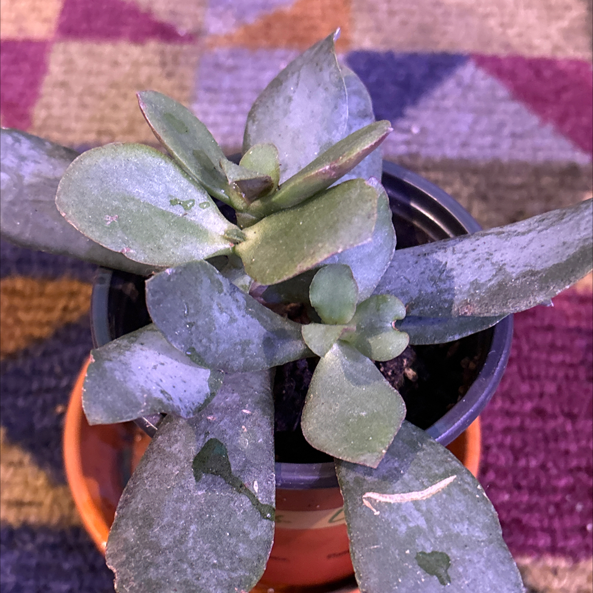 Photo of the plant species Crassula 'Blue Bird' by @JacobA651 named Bluebird jade on Greg, the plant care app