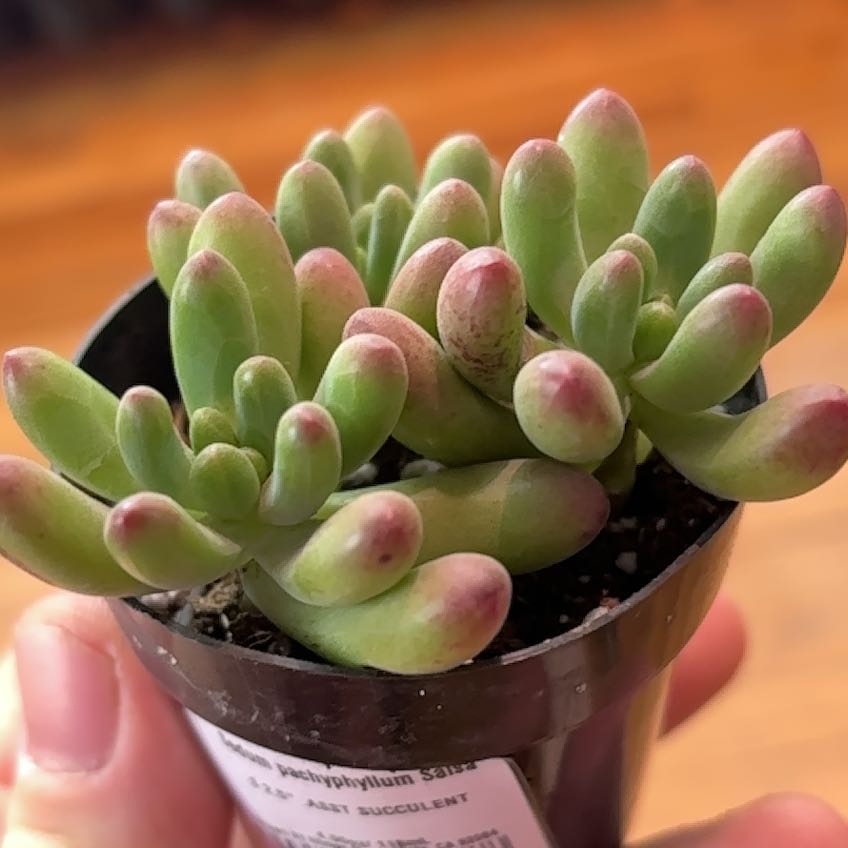 Photo of the plant species Sedum 'Salsa' by @JacobA651 named Orlando Bloom on Greg, the plant care app