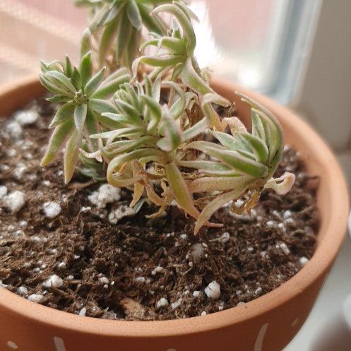 Photo of the plant species Variegated Stone Crop by @ArdentOrpine named Walt on Greg, the plant care app