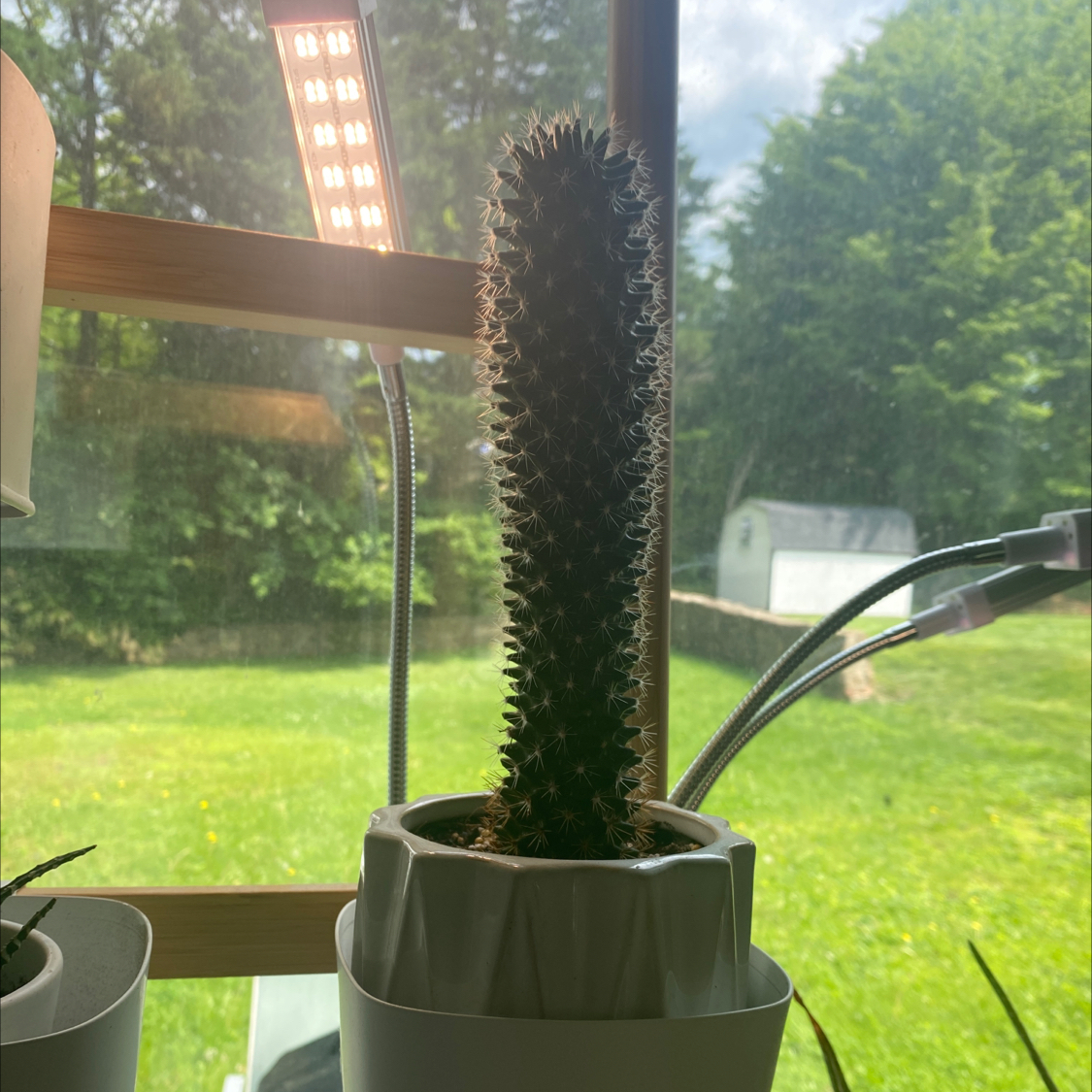 A healthy Peanut Cactus in a white pot near a window with natural light.