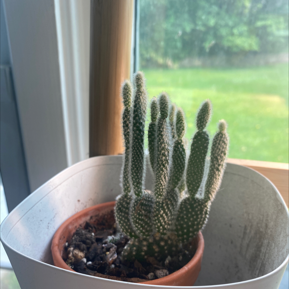 Bunny Ears Cactus plant photo by @Gmorrison named Draco on Greg, the plant care app.