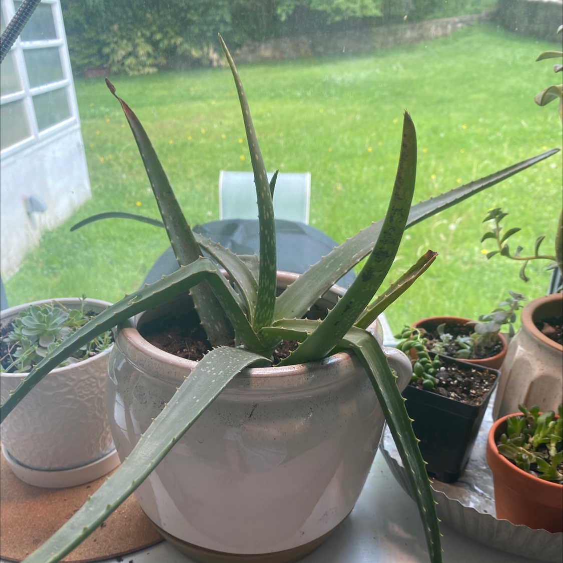 Aloe vera plant photo by @Gmorrison named Dobby on Greg, the plant care app.