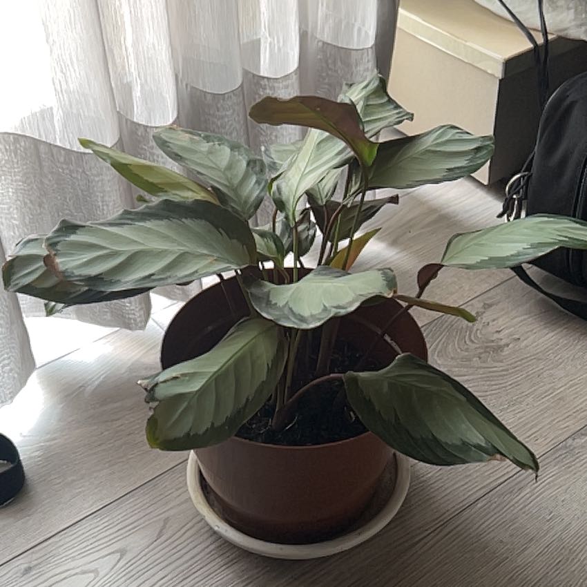 Photo of the plant species Calathea Royal Standard by @YiftMendoza named Thea on Greg, the plant care app