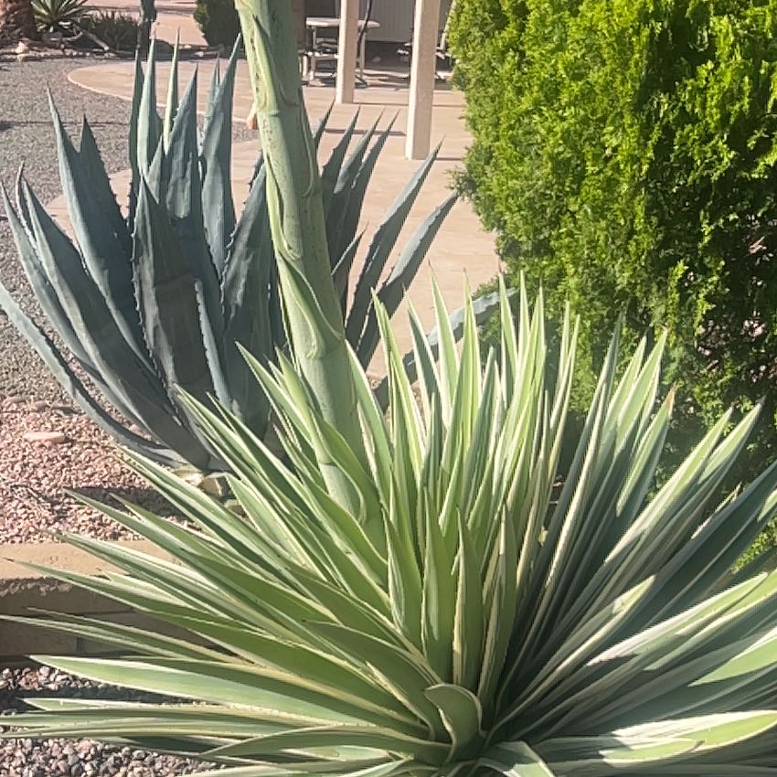 Photo of the plant species Joshua Tree by @ChiefMinikitty named Denali on Greg, the plant care app