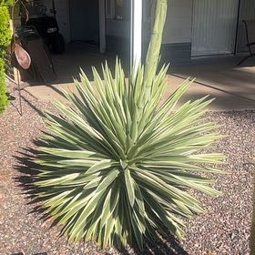 Photo of the plant species Joshua Tree by @ChiefMinikitty named Mando on Greg, the plant care app
