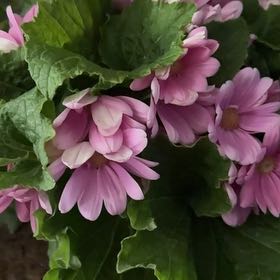 Photo of the plant species Florist's Cineraria by @YiftBrushbox named Gobi on Greg, the plant care app