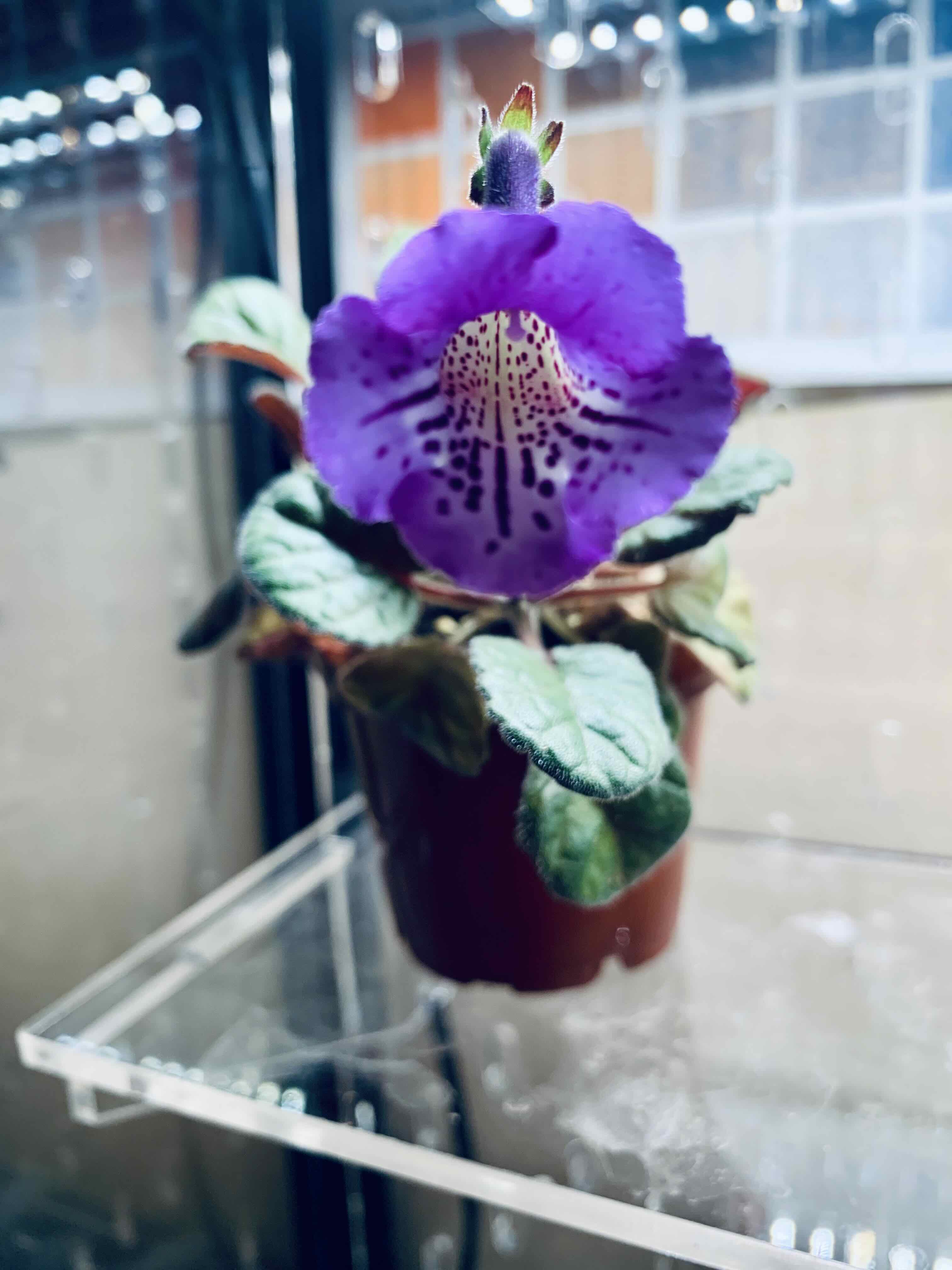 Photo of the plant species Sinningia 'Crushed Velvet' by @ViolentViolet named Flair on Greg, the plant care app