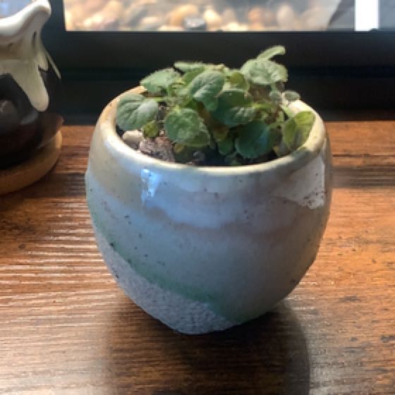 Photo of the plant species Sinningia 'Crushed Velvet' by @ViolentViolet named Lisa on Greg, the plant care app
