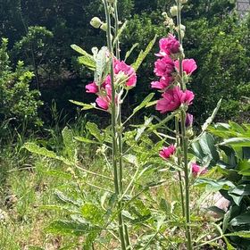 Photo of the plant species Hollyhock by @SpunkyHogpeanut named Scarlett on Greg, the plant care app
