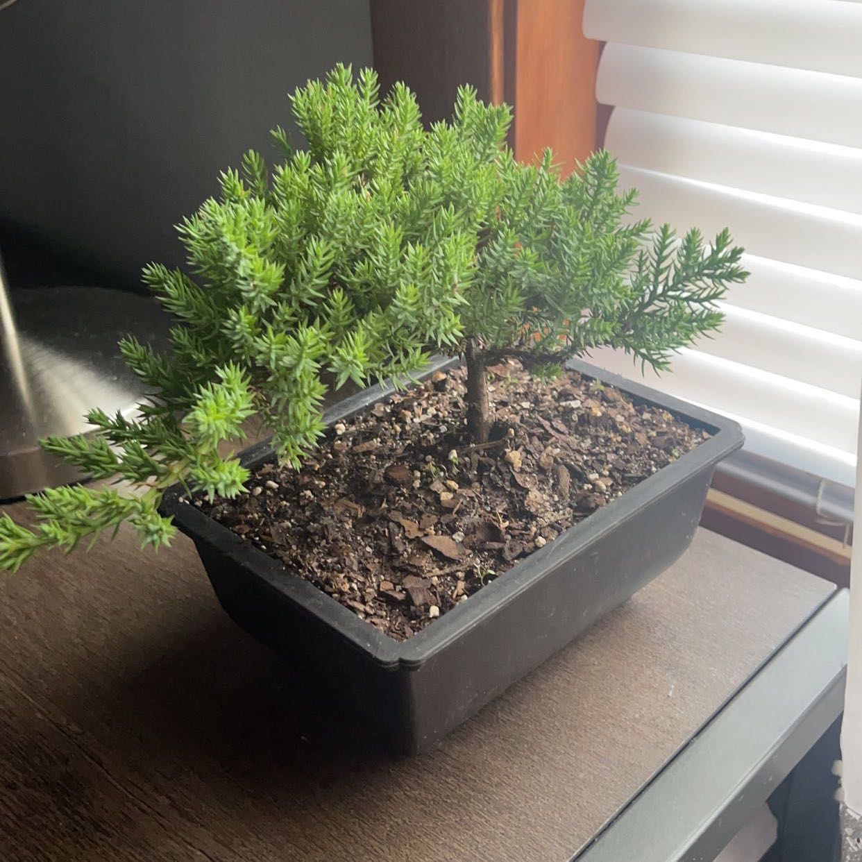 Sargent Juniper plant in a rectangular pot with visible soil, placed on a table near a window.