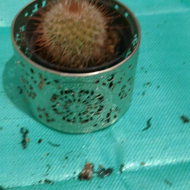 Tree Diddy | A plant by @VenerableFern on Greg