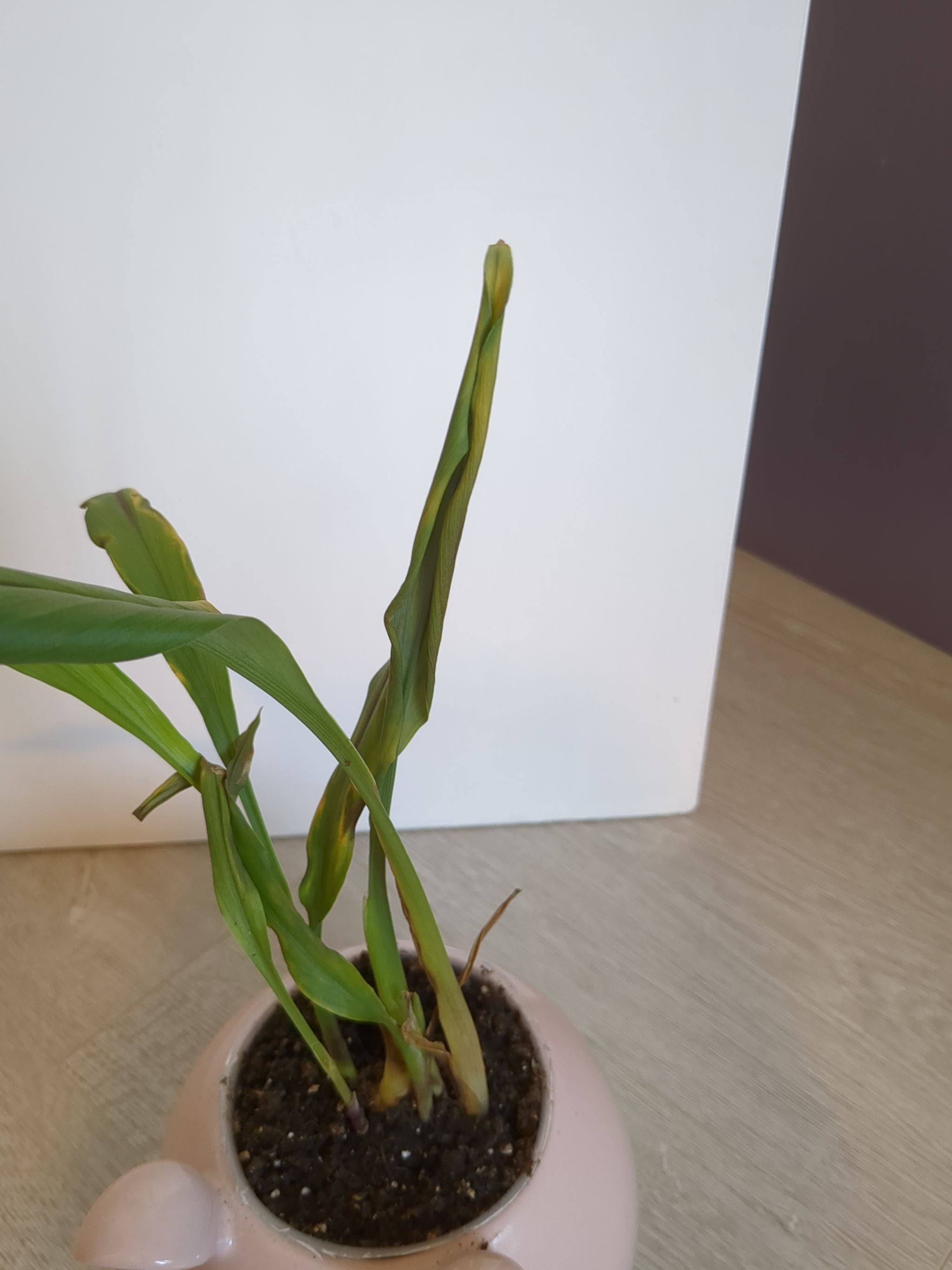 Keep Your Aspidistra 'Milky Way' Alive Light, Water & Care Instructions