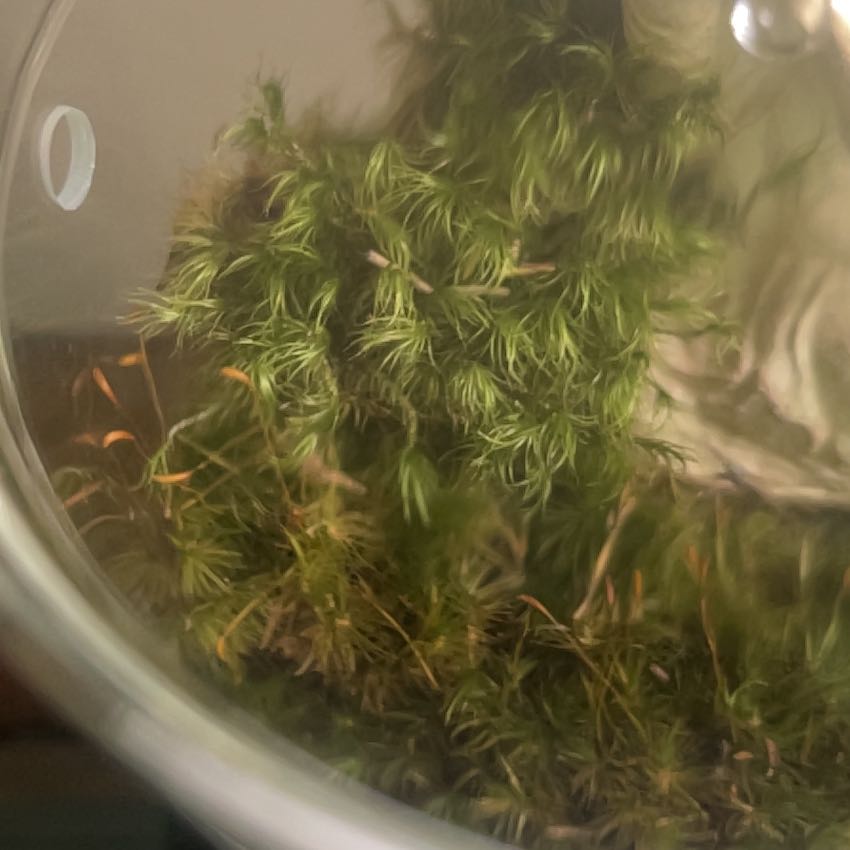 Close-up of a healthy Broom Forkmoss plant with vibrant green foliage.