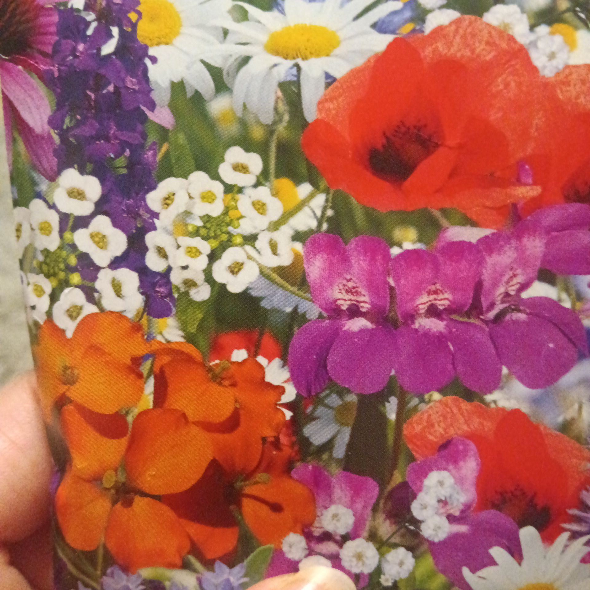 Photo of the plant species Pennington Wildflower by @MentorKūmarahou named Bieber on Greg, the plant care app