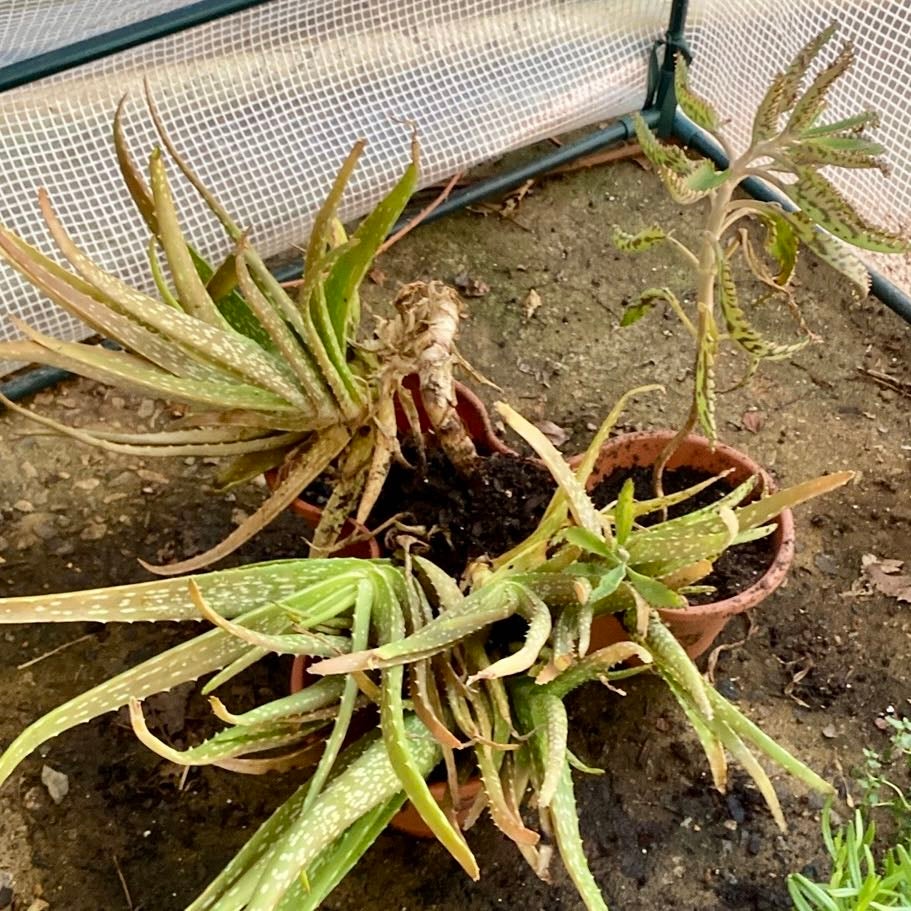 Reasons Why Your Aloe 'Firecracker' Won't Flower 🎆