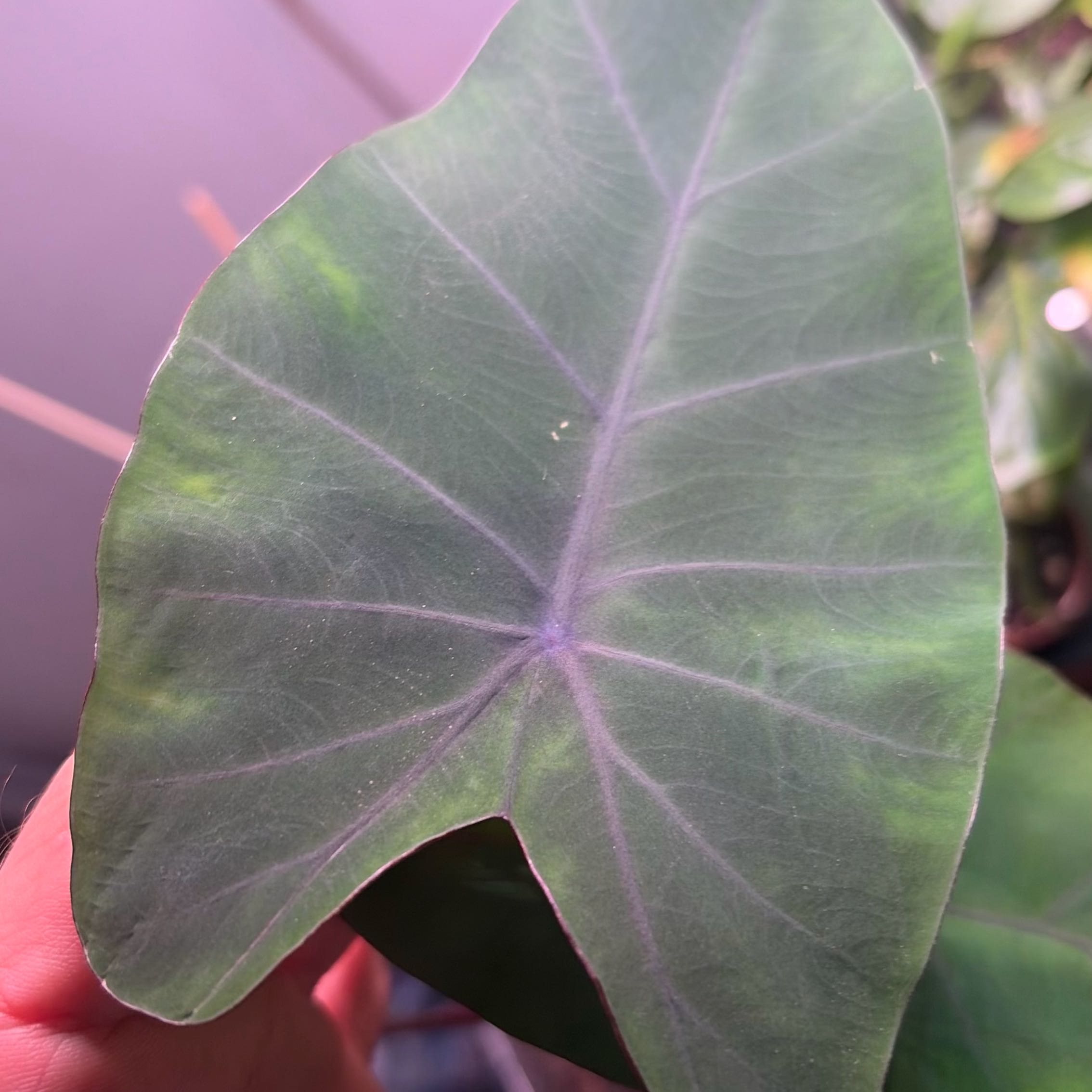 Photo of the plant species Taro by @Mikie named Daphne on Greg, the plant care app