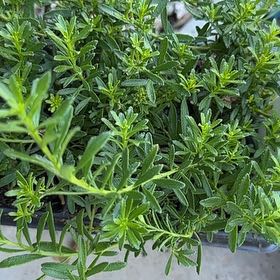 Photo of the plant species Perennial Savory by @MentorBaylaurel named Aristotle on Greg, the plant care app