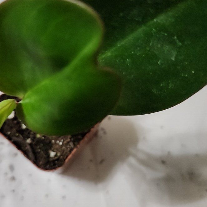 Photo of the plant species Pixie by @LegitRedbean named Cleopatra on Greg, the plant care app