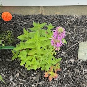 Photo of the plant species Lemon Bergamot by @SuitableKaramu named Bieber on Greg, the plant care app
