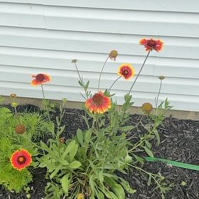 Photo of the plant species Indian Blanket by @SuitableKaramu named Shakira on Greg, the plant care app