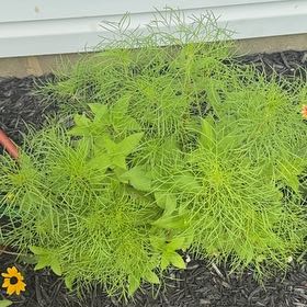 Photo of the plant species Dog Fennel by @SuitableKaramu named Orlando Bloom on Greg, the plant care app
