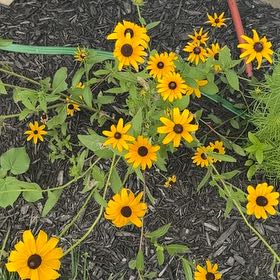Photo of the plant species Blackeyed Susan by @SuitableKaramu named Huckleberry Fern on Greg, the plant care app